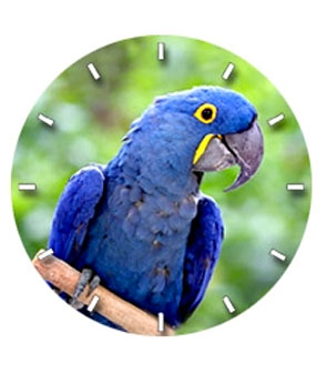 Hyacinth Macaw Watch - Click Image to Close