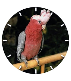 116061 Cockatoo Watch - Rose Breasted