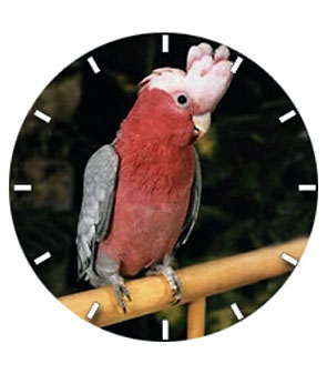 116061 Cockatoo Watch - Rose Breasted - Click Image to Close