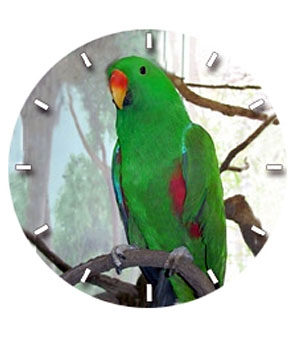 Male Eclectus Wrist Watch