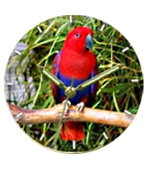 Female Eclectus Wrist Watch - Click Image to Close