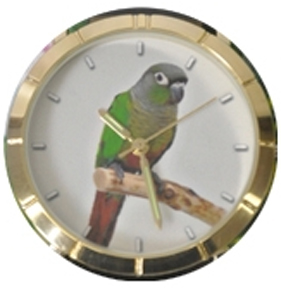 117314 Green Cheek Conure Watch