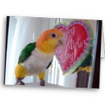 A Caique Valentine