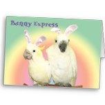 Bunny Express