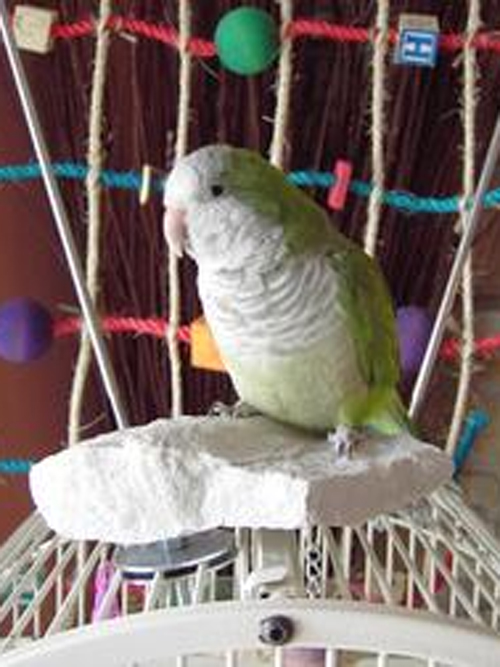 Flagstone Cage top Perch Small (3 inch) Flagstone Cage top Perch Small (3 inch)