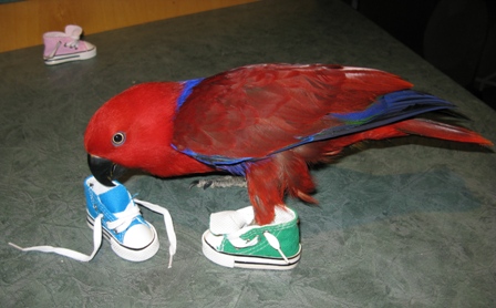 Shoes/sneakers