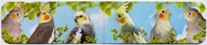 Magnetic Cockatiels Bookmark - Click Image to Close