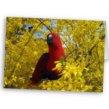 78318 Prettybird Eclectus 3lb - Click Image to Close